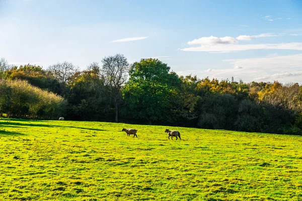 English Sheep Grazing Meadow Typical British Green Pasture Sunny Day — Stock Photo, Image