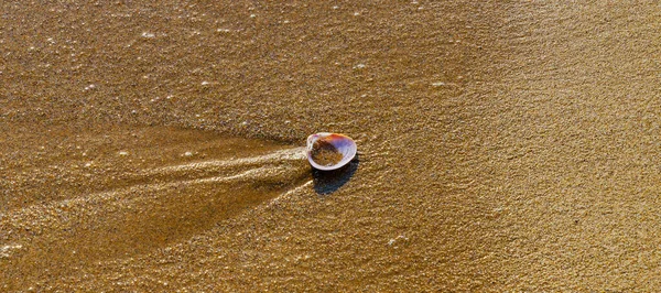 Concha Marina Natural Que Yace Playa Arena Bañada Por Agua — Foto de Stock