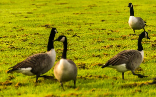 Gansos Salvajes Prado Mordisqueando Hierba Hierba Verde Jugosa Aves Silvestres — Foto de Stock