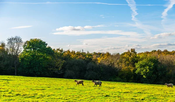 English Sheep Grazing Meadow Typical British Green Pasture Sunny Day — Stock Photo, Image