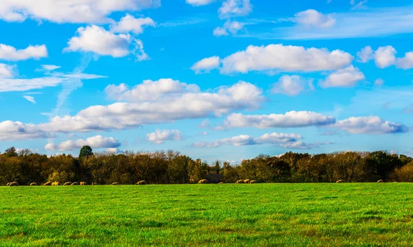 English Sheep Grazing Meadow Typical British Green Pasture Sunny Day — Stock Photo, Image