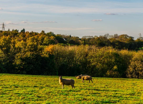 English Sheep Grazing Meadow Typical British Green Pasture Sunny Day — Stock Photo, Image