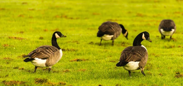 Gansos Salvajes Prado Mordisqueando Hierba Hierba Verde Jugosa Aves Silvestres — Foto de Stock