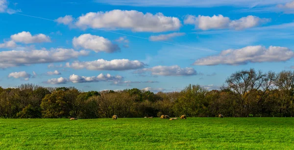 English Sheep Grazing Meadow Typical British Green Pasture Sunny Day — Stock Photo, Image