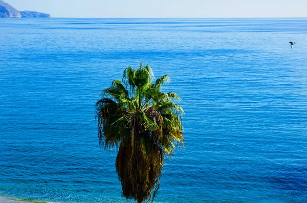 Beau Palmier Étalé Sur Plage Plantes Exotiques Symbole Vacances Journée — Photo