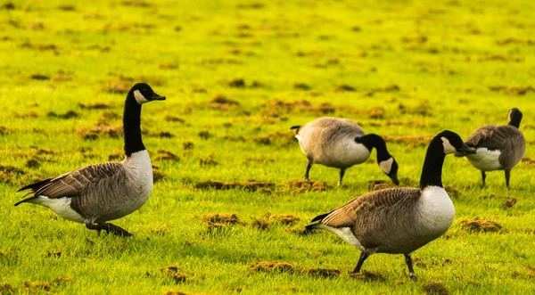 Gansos Salvajes Prado Mordisqueando Hierba Hierba Verde Jugosa Aves Silvestres — Foto de Stock