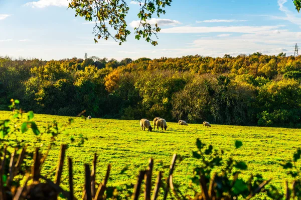 Angol Juhok Legeltetés Egy Réten Tipikus Brit Zöld Legelő Egy — Stock Fotó