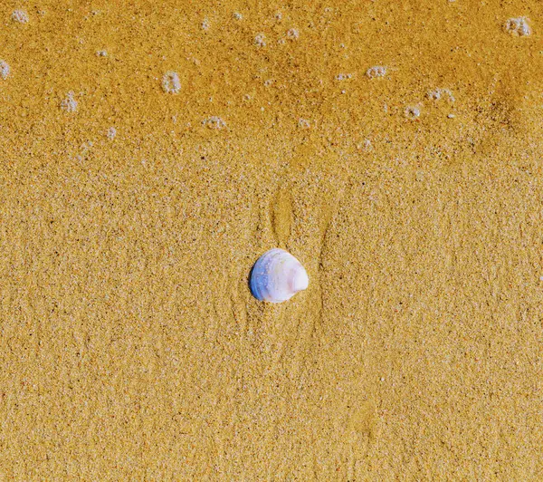 Concha Mar Natural Deitado Praia Arenosa Lavado Por Água Dia — Fotografia de Stock