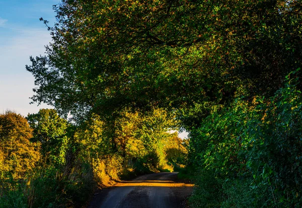 Camino Campo Inglés Día Soleado Exuberante Vegetación Verde Camino Estrecho — Foto de Stock