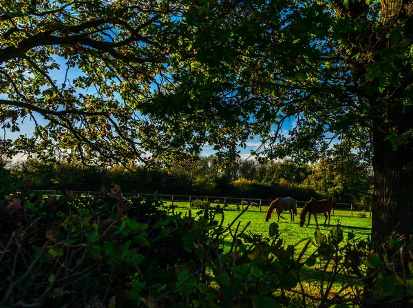 Country Horse Grazing Pasture Farm Fenced Rural Environment Farm Tourism — Stock Photo, Image