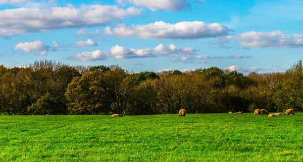 English Sheep Grazing Meadow Typical British Green Pasture Sunny Day — Stock Photo, Image