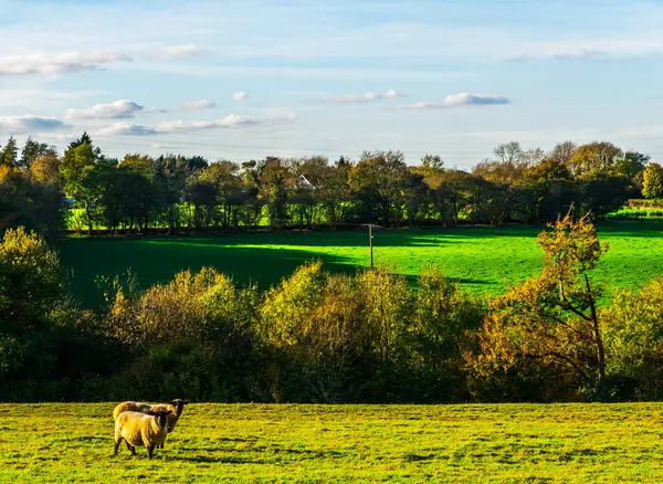 在草地上放牧的英国羊 是阳光普照的典型的英国绿色牧场 是农场动物 — 图库照片