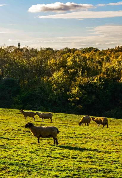 English Sheep Grazing Meadow Typical British Green Pasture Sunny Day — Stock Photo, Image