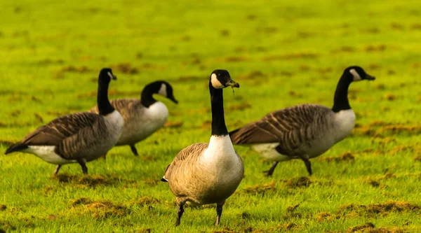 Gansos Salvajes Prado Mordisqueando Hierba Hierba Verde Jugosa Aves Silvestres — Foto de Stock