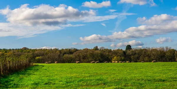 English Sheep Grazing Meadow Typical British Green Pasture Sunny Day — Stock Photo, Image