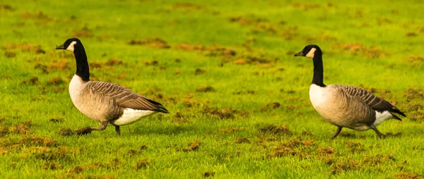 Gansos Salvajes Prado Mordisqueando Hierba Hierba Verde Jugosa Aves Silvestres — Foto de Stock