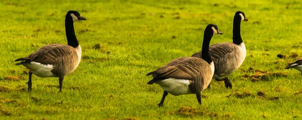 Gansos Salvajes Prado Mordisqueando Hierba Hierba Verde Jugosa Aves Silvestres — Foto de Stock