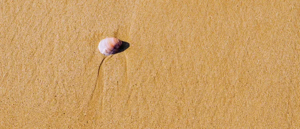 Натуральна Морська Мушля Лежить Піщаному Пляжі Промита Водою Сонячний День — стокове фото