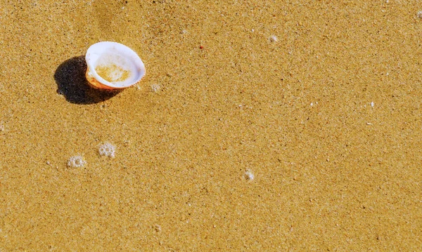 Натуральна Морська Мушля Лежить Піщаному Пляжі Промита Водою Сонячний День — стокове фото