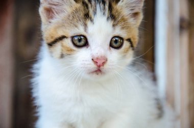 Ahşap zemin üzerine bahçede oynarken küçük üç renkli kedi,