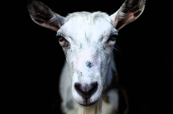 Portret zbliżenie koza biały na czarnym tle. — Zdjęcie stockowe