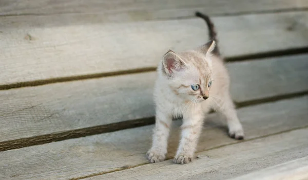 Petit chat gris, jouant dans la cour, sur le fond de bois , — Photo