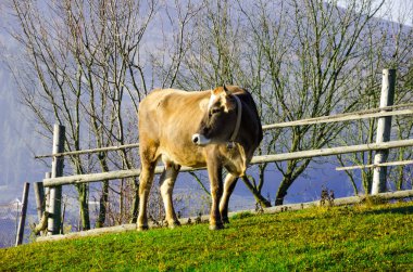 Sonbahar, mavi dağ ve eski çit mera üzerinde ineklerin 