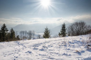 Kış manzarası, yeşil Ladin biçimi, Noel ağacı korunaklı. 