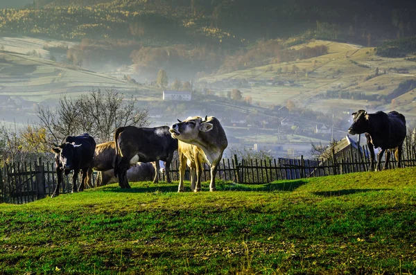 Kühe auf der Weide im Herbst, blaue Berge und alte Zäune im — Stockfoto