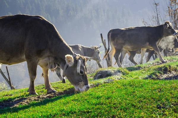 Коровы на пастбищах осенью, голубые горы и старые заборы в — стоковое фото
