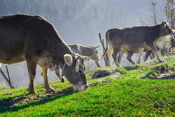 Sonbahar, mavi dağ ve eski çit mera üzerinde ineklerin 