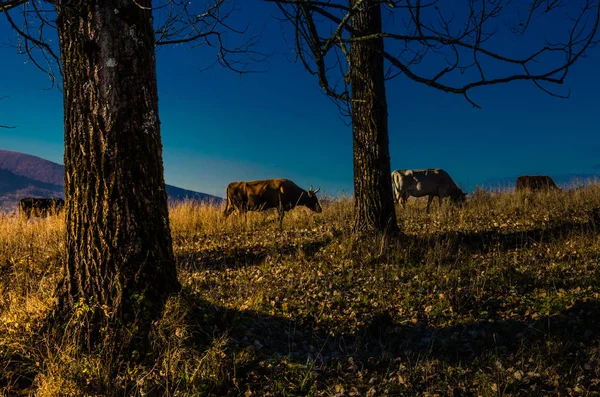 Коровы на пастбищах осенью, голубые горы и старые заборы в — стоковое фото