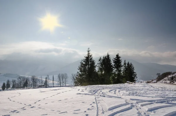 Winter Landscape, green spruce sheltered Format, Christmas tree