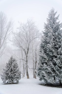 Kar kalın sis kış la ormandaki çam ağaçları kaplı