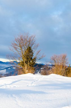 Ağaçların yaprakları kar öndeki olmadan. Kış dağlar görünümünü