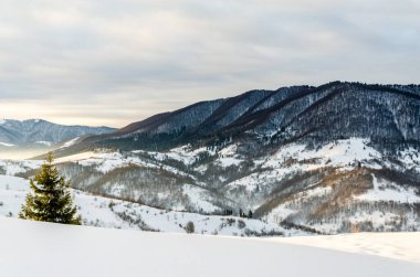 Yeşil ağaç ön planda. Kış mountain view adlı şafak, 