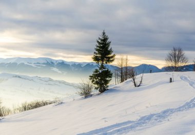 Yeşil ağaç ön planda. Kış mountain view adlı şafak, 