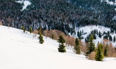 Yeşil ağaç ön planda. Kış mountain view adlı şafak, 