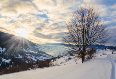 Ağaçların yaprakları kar öndeki olmadan. Kış dağlar görünümünü