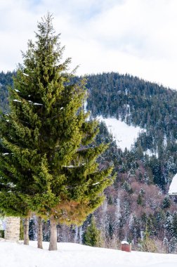 Yeşil ağaç ön planda. Kış mountain view adlı şafak, 