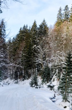 Kış dağ manzarası. Ladin cov giden yol