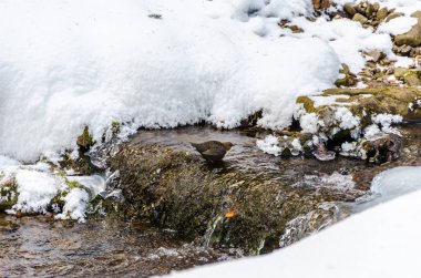 Ağaçları kış sabahı çevresinde dere akar. Bac yeşil ağaçların