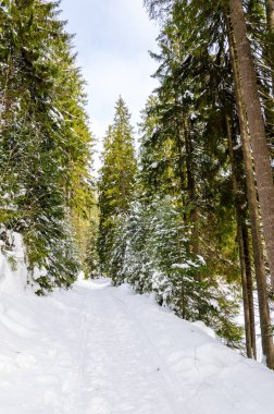 Kış dağ manzarası. Ladin cov giden yol