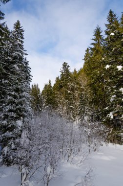 Kış dağ manzarası. backgr karla kaplı ağaçlar