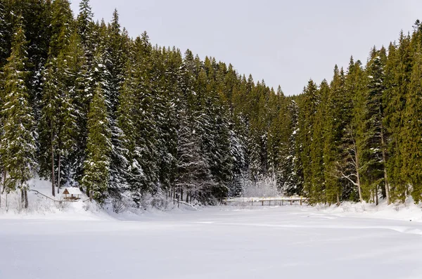 winter mountain landscape. snow field with trees covered with sn