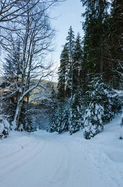 winter mountain landscape. The road that leads to the spruce cov