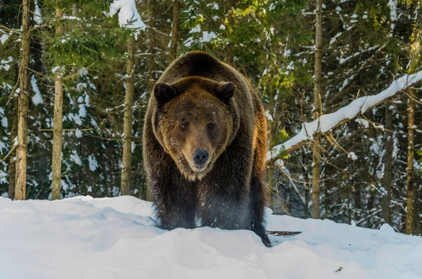 Portrait of Brown Bear in the bitter winter forest. Winter mount — Stock Photo, Image