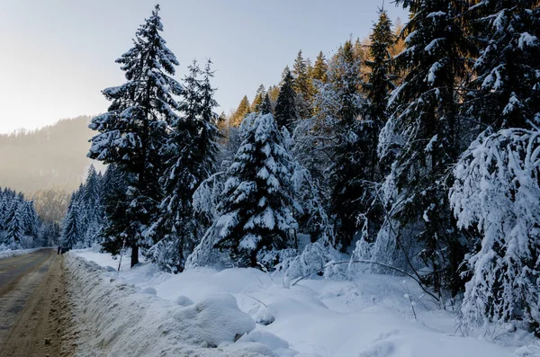 Winter mountain landscape. The road that leads to the spruce cov — Stock Photo, Image