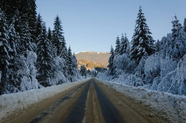 winter mountain landscape. The road that leads to the spruce cov