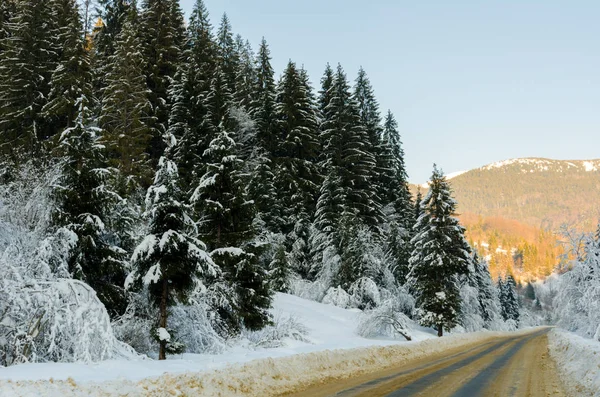 winter mountain landscape. The road that leads to the spruce cov